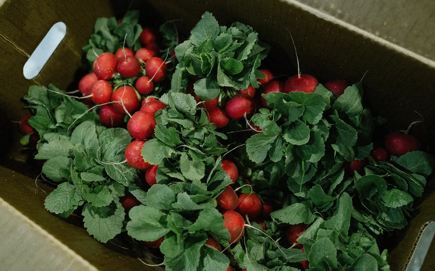 Close-up product photo of radishes for Stuart Dickson Produce by Jason Tran